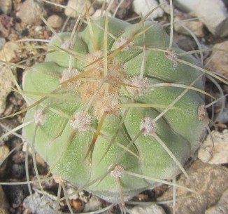 Copiapoa <br>haseltoniana