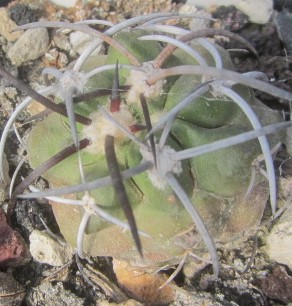 Copiapoa <br>coquimbana vallenarensis