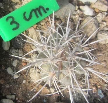 Copiapoa <br>echinata