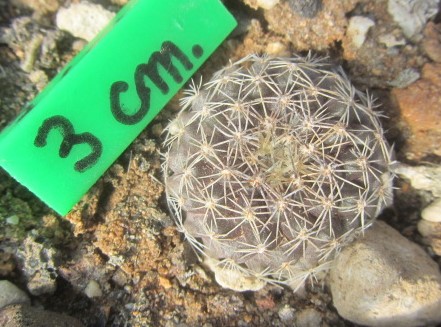 Copiapoa <br>varispinata ? fma