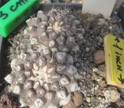 Copiapoa <br>hypogea forma