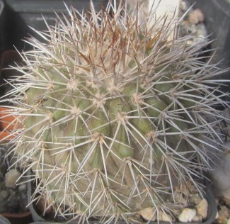 Copiapoa <br>serpentisulcata