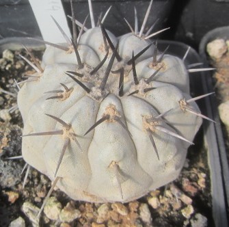 Copiapoa <br>cinerea