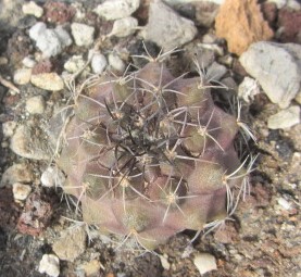 Copiapoa <br>cv hybrid sp ?