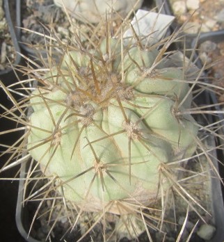 Copiapoa <br>haseltoniana