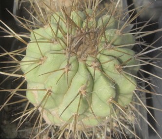 Copiapoa <br>haseltoniana