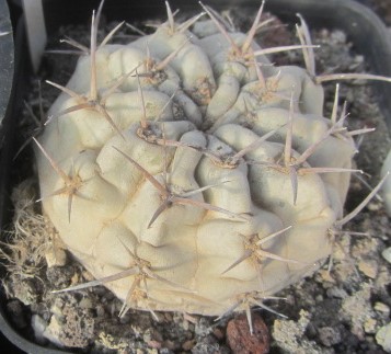 Acanthocalycium <br>glaucum