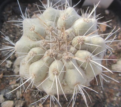 Copiapoa <br>cinerea albispina