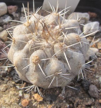 Copiapoa <br>cinerea albispina