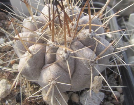 Copiapoa <br>cinerea albispina
