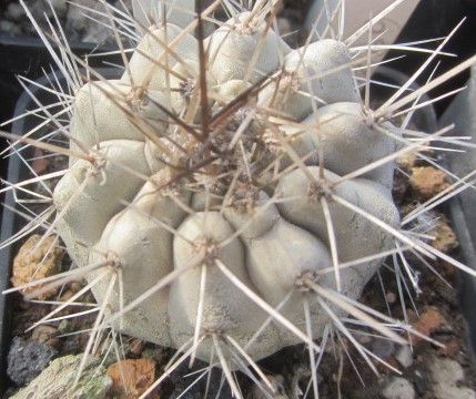 Copiapoa <br>cinerea albispina