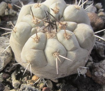 Copiapoa <br>cinerea 