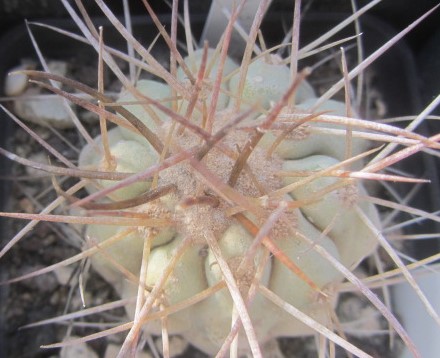 Copiapoa <br>haseltoniana