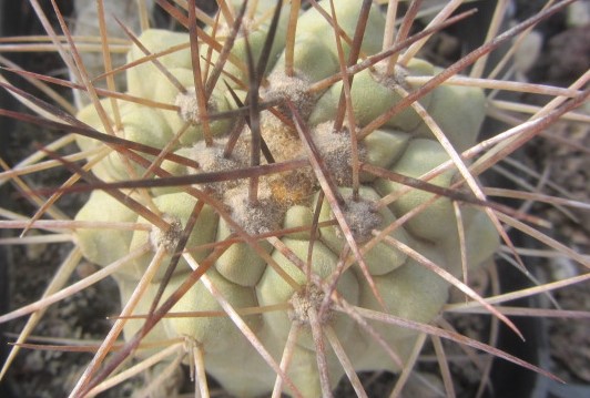 Copiapoa <br>haseltoniana