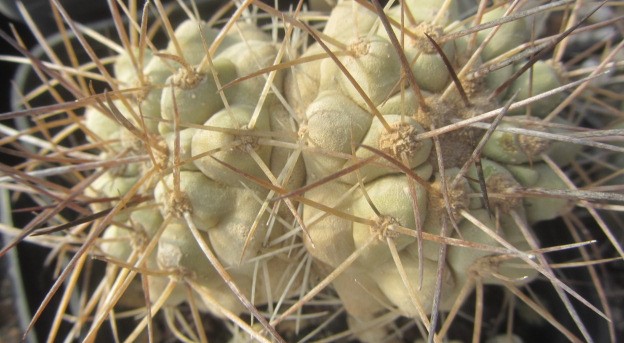 Copiapoa <br>haseltoniana