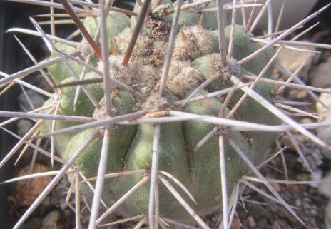 Copiapoa <br>calderana spinosior