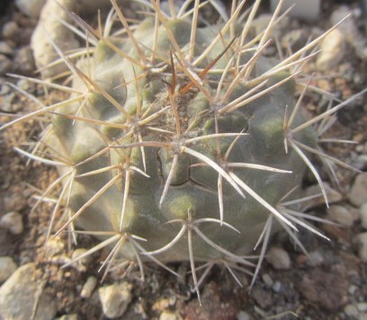 Copiapoa <br>calderana spinosior