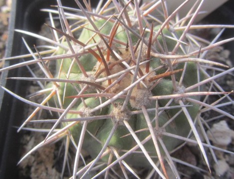 Copiapoa <br>calderana spinosior