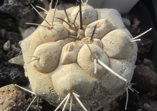 Copiapoa <br>cinerea
