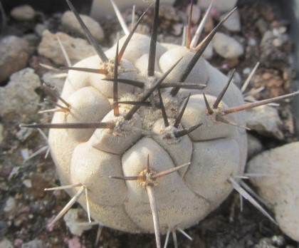 Copiapoa <br>cinerea