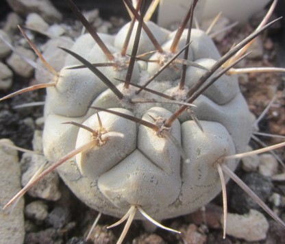 Copiapoa <br>cinerea