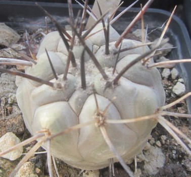 Copiapoa <br>cinerea