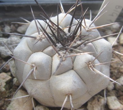 Copiapoa <br>cinerea