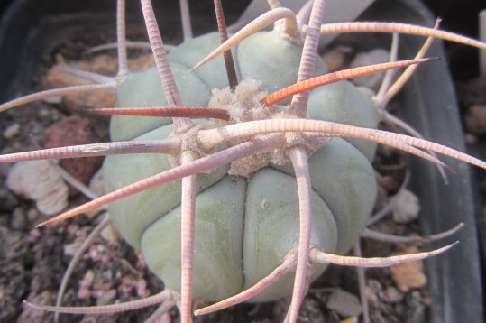 Echinocactus <br>horizonthalonius