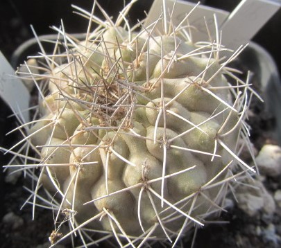 Copiapoa <br>ahremephiana