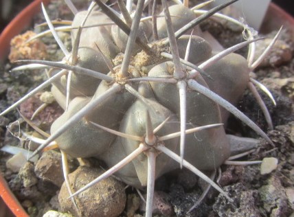 Copiapoa <br>fiedleriana