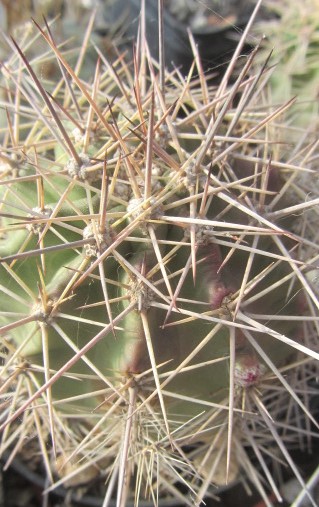 Echinocereus <br>coccineus 