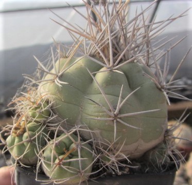 Matucana <br>aff paucicostata