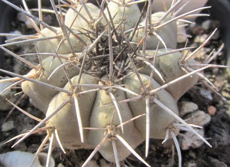 Copiapoa <br>calderana form