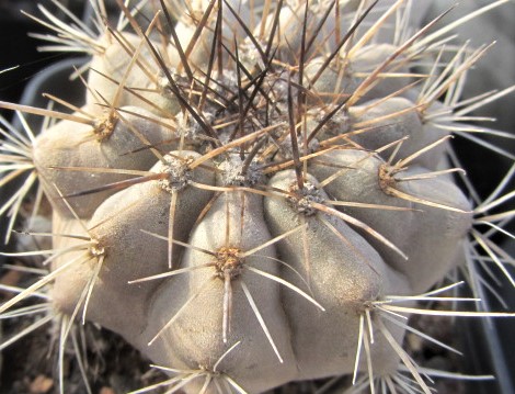 Copiapoa <br>cinerea