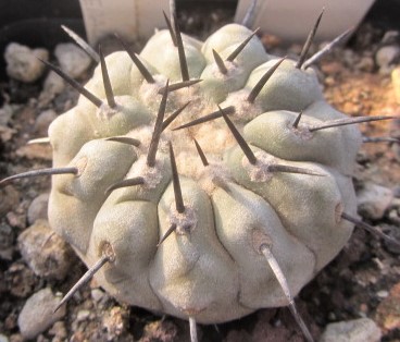 Copiapoa <br>columna alba