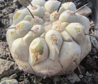 Copiapoa <br>columna alba