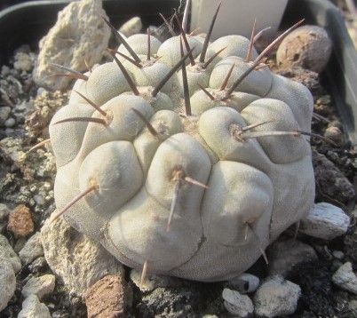 Copiapoa <br>columna alba