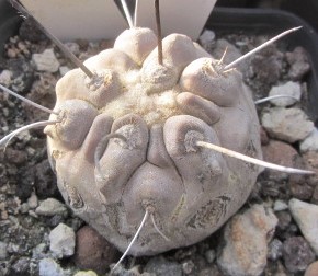 Copiapoa <br>dealbata