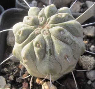Copiapoa <br>dealbata