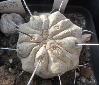 Copiapoa <br>dealbata