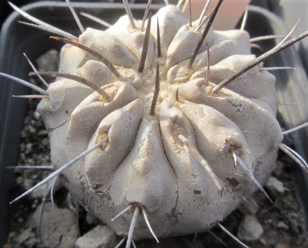 Copiapoa <br>dealbata