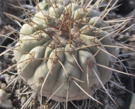Copiapoa <br>haseltoniana gigantea