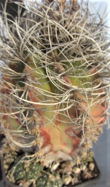 Astrophytum <br>capricorne