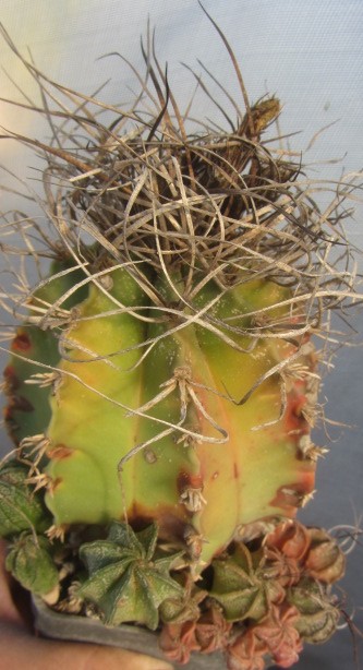 Astrophytum <br>capricorne