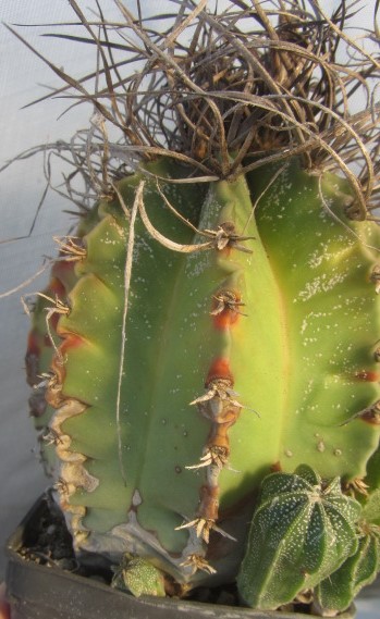 Astrophytum <br>capricorne