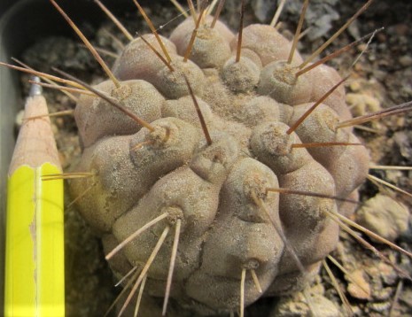 Copiapoa <br>haseltoniana tenebrosa 