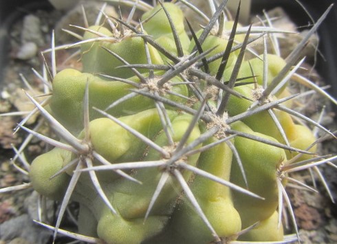 Copiapoa <br>cv hybrid dura?