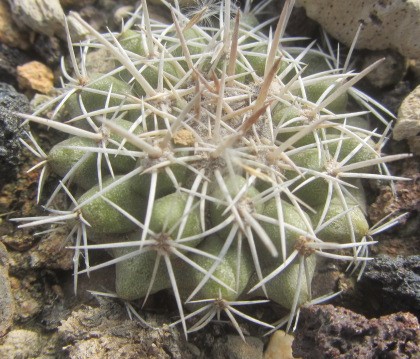 Copiapoa <br>cinerascens