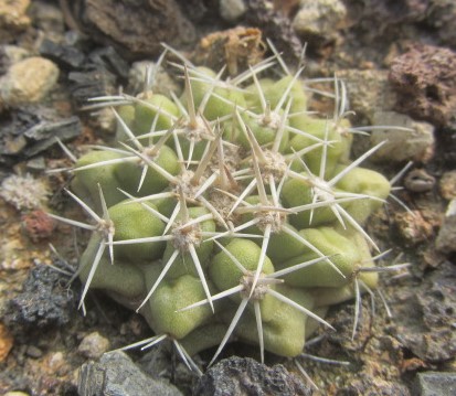 Copiapoa <br>cinerascens