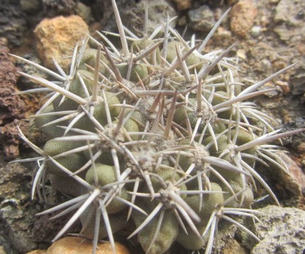 Copiapoa <br>cinerascens
